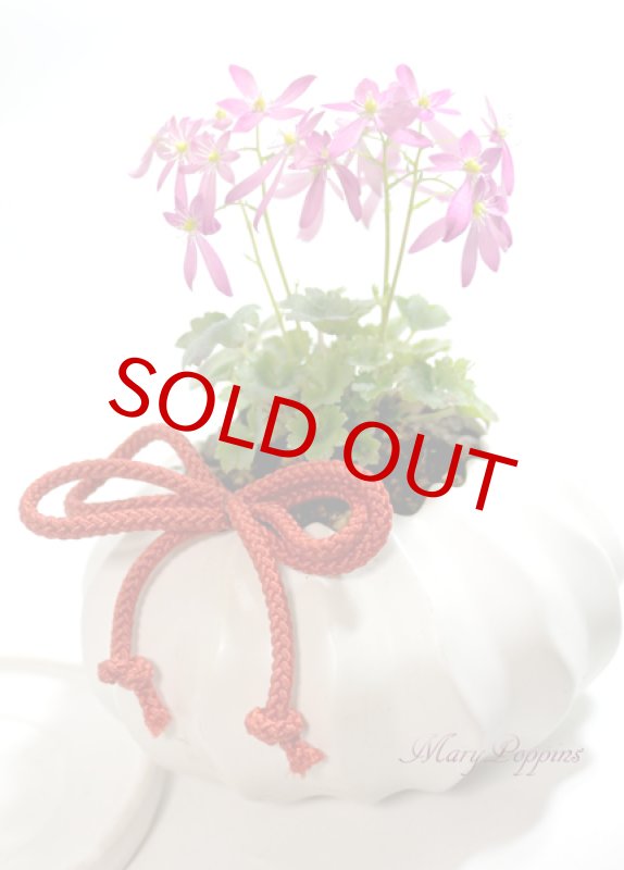 画像3: 大文字草の鉢植えギフト (3)