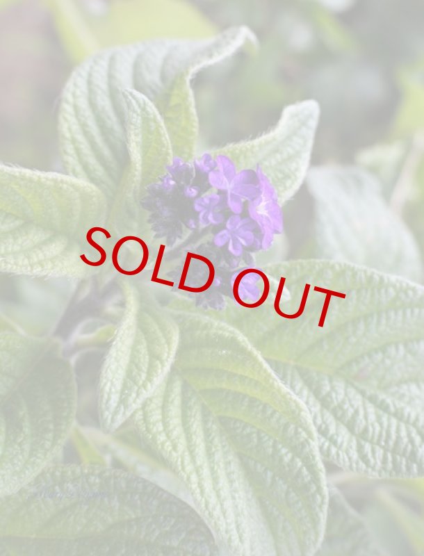 画像3: ヘリオトロープの鉢植えギフト (3)