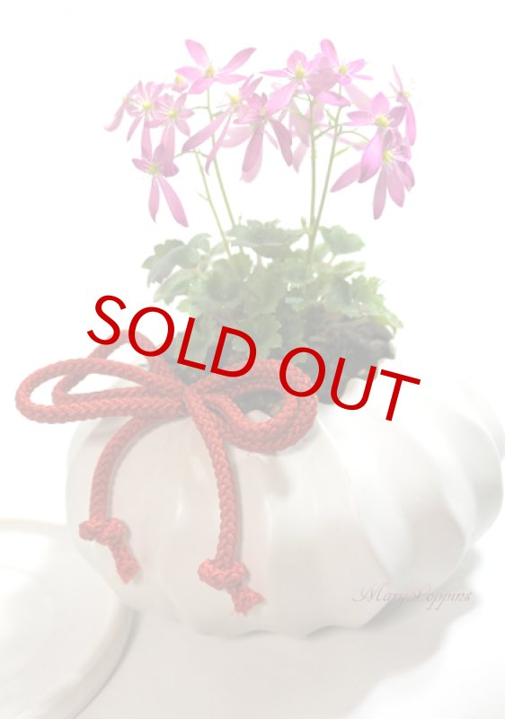 画像2: 大文字草の鉢植えギフト (2)