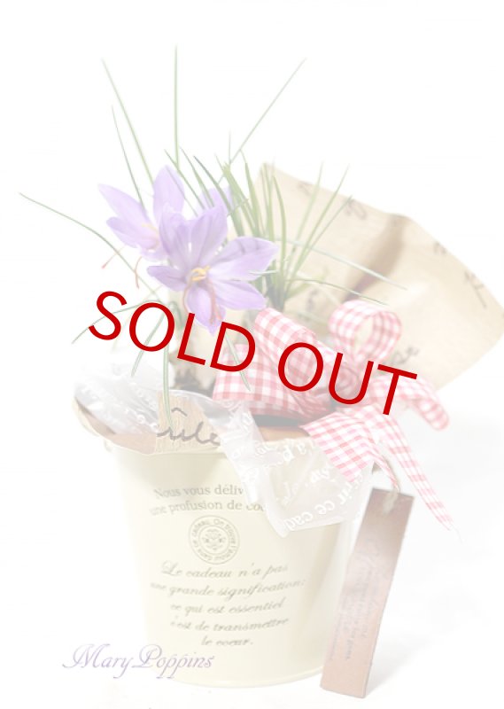 画像4: サフランの鉢植えギフト (4)