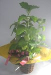 画像1: ほおずきの鉢植えギフト (1)