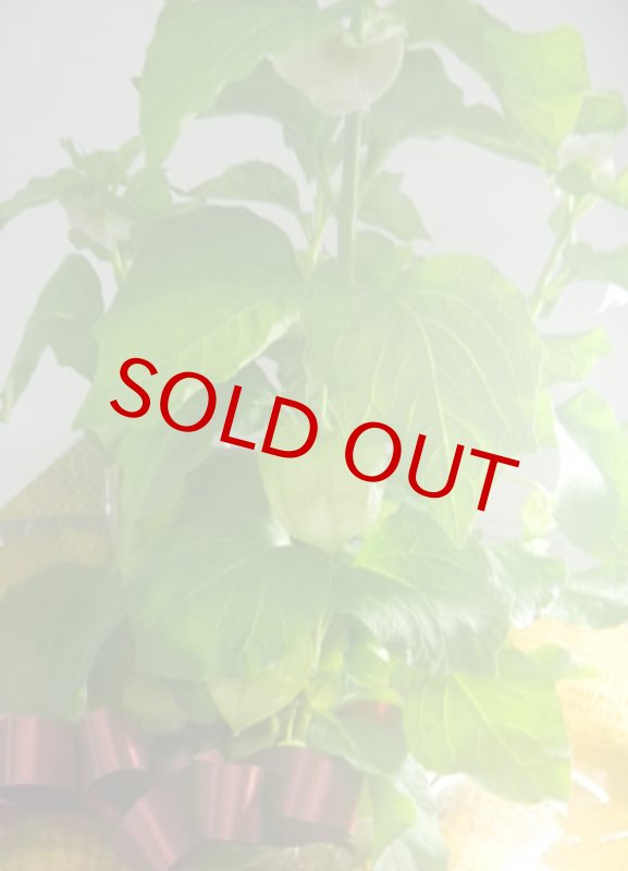 画像4: 酸漿(ほおずき)の鉢植えギフト (4)