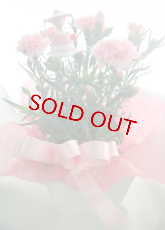 画像4: カーネーション鉢植えギフト (4)