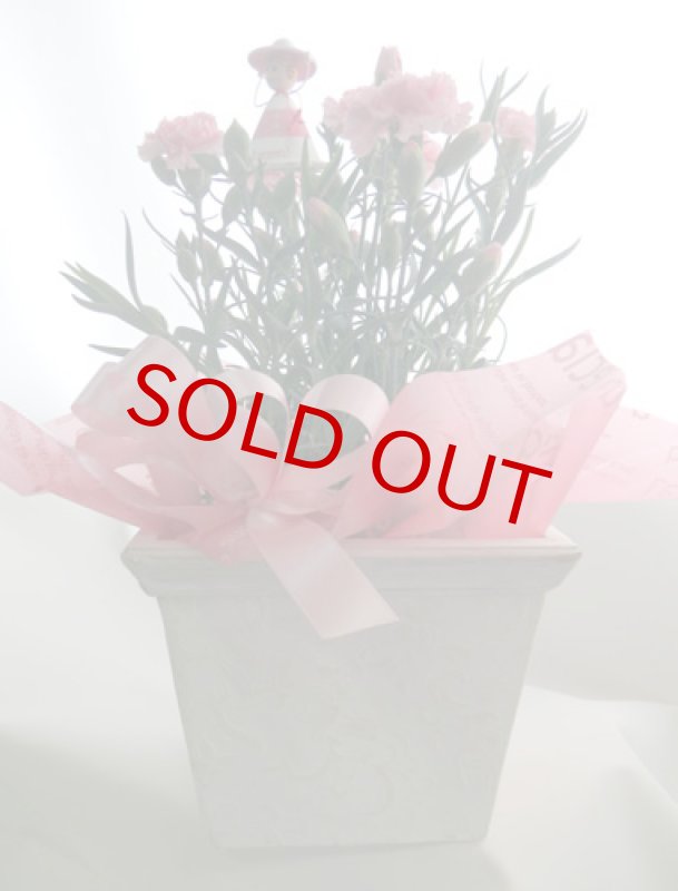 画像3: カーネーション鉢植えギフト (3)