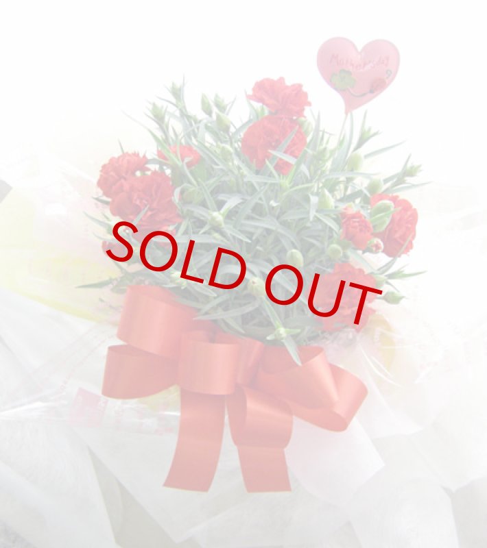 画像5: カーネーション鉢植えギフト (5)