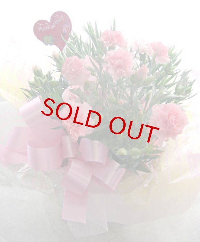 画像2: カーネーション鉢植えギフト (2)