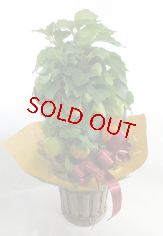 画像5: 酸漿(ほおずき)の鉢植えギフト (5)