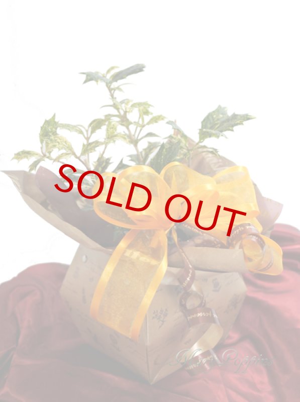 画像6: 柊の鉢植えギフト (6)