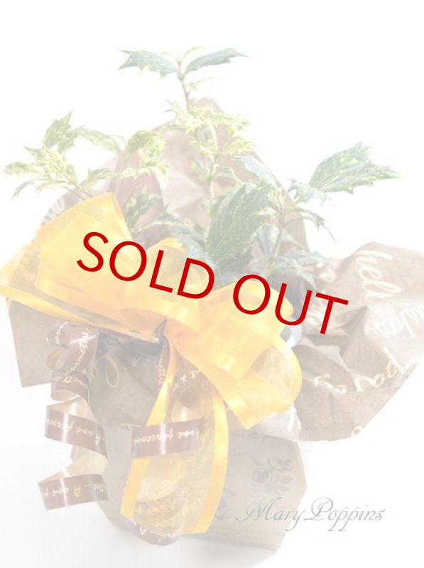 画像4: 柊の鉢植えギフト (4)