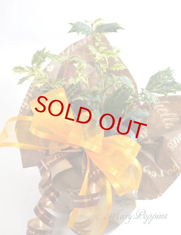 画像2: 柊の鉢植えギフト (2)