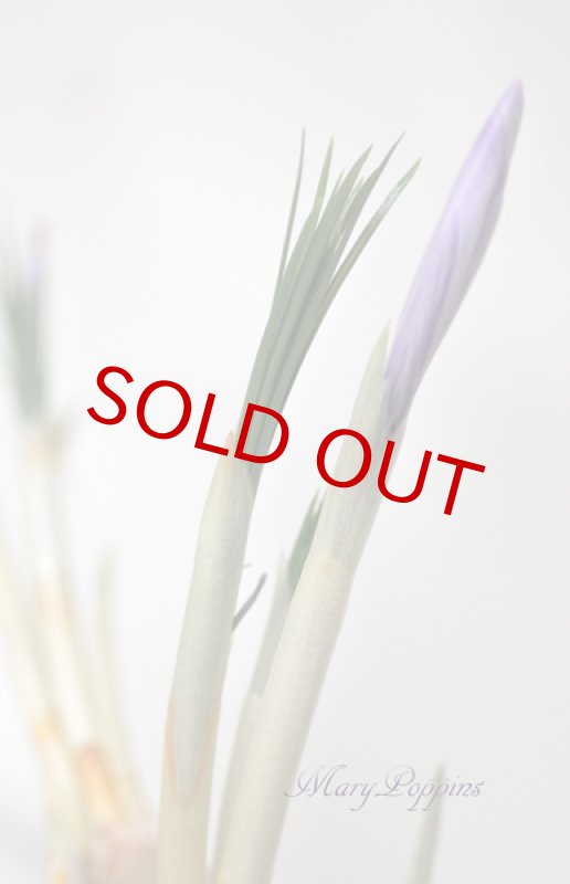 画像5: サフランの鉢植えギフト (5)