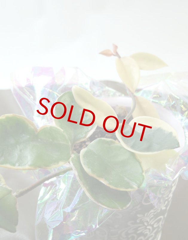 画像4: 桜蘭（サクララン）の鉢植えギフト (4)