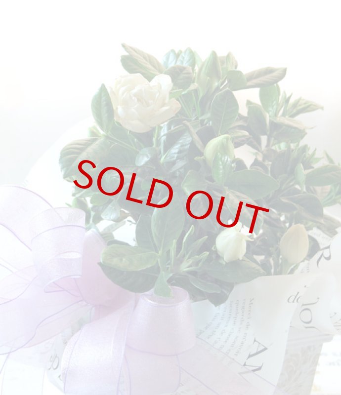 画像5: 梔子（クチナシ）の鉢植えギフト (5)