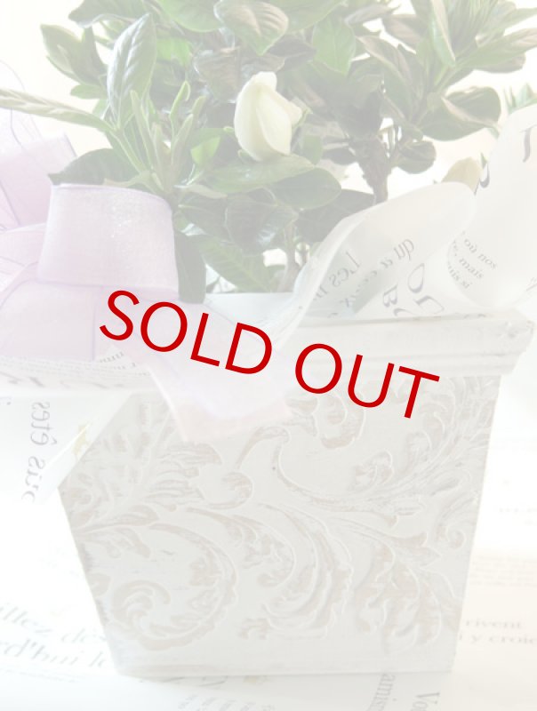 画像4: 梔子（クチナシ）の鉢植えギフト (4)