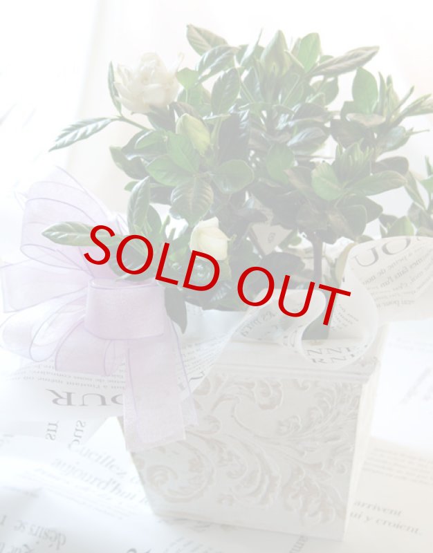 画像6: 梔子（クチナシ）の鉢植えギフト (6)