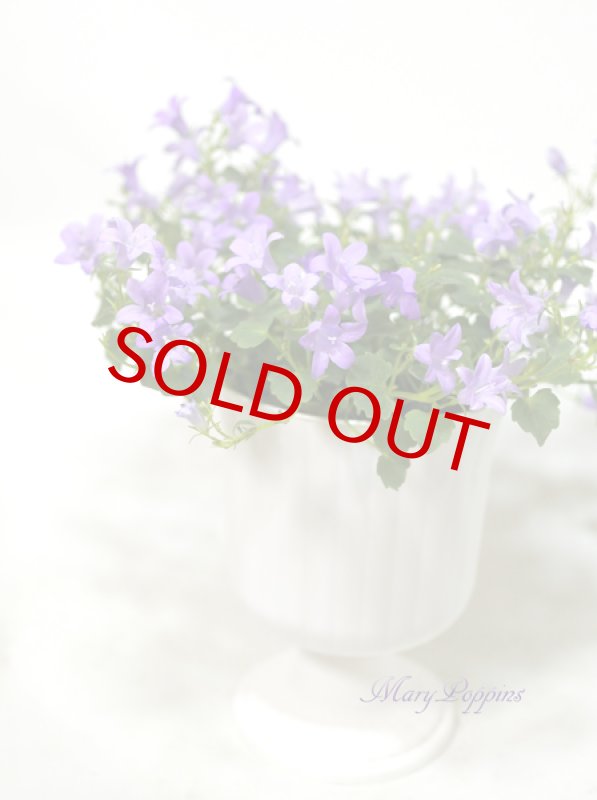 画像2: ベルフラワー（乙女桔梗）の鉢植えギフト (2)