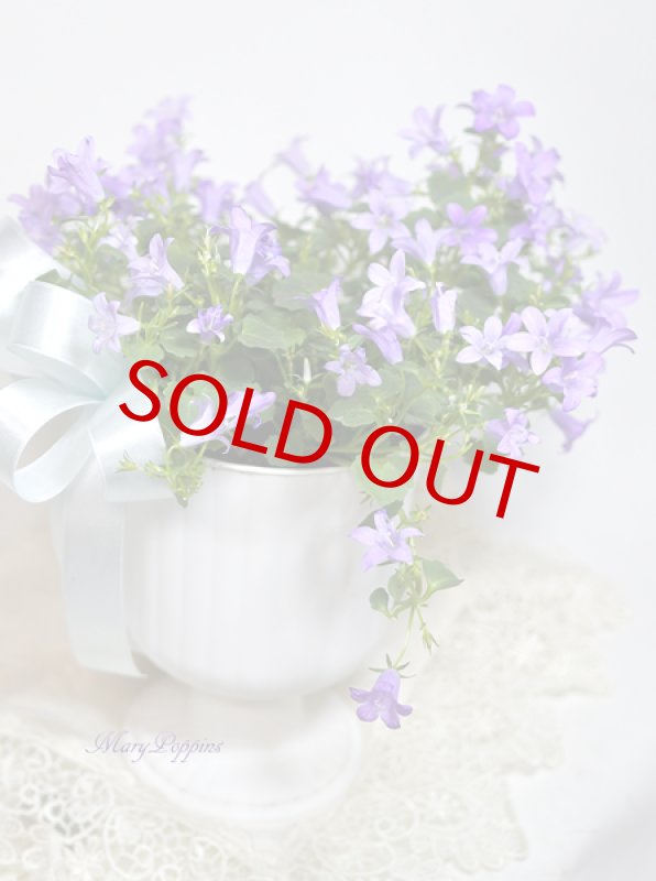 画像5: ベルフラワー（乙女桔梗）の鉢植えギフト (5)