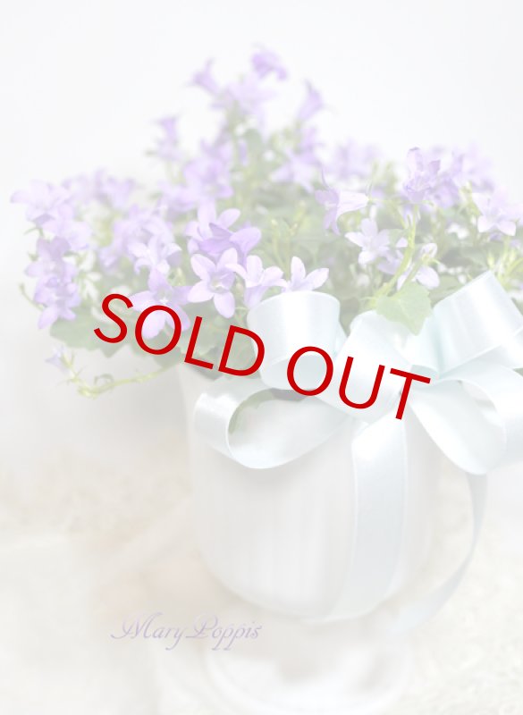 画像4: ベルフラワー（乙女桔梗）の鉢植えギフト (4)