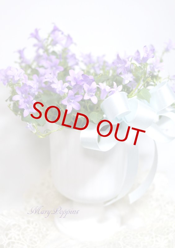 画像6: ベルフラワー（乙女桔梗）の鉢植えギフト (6)