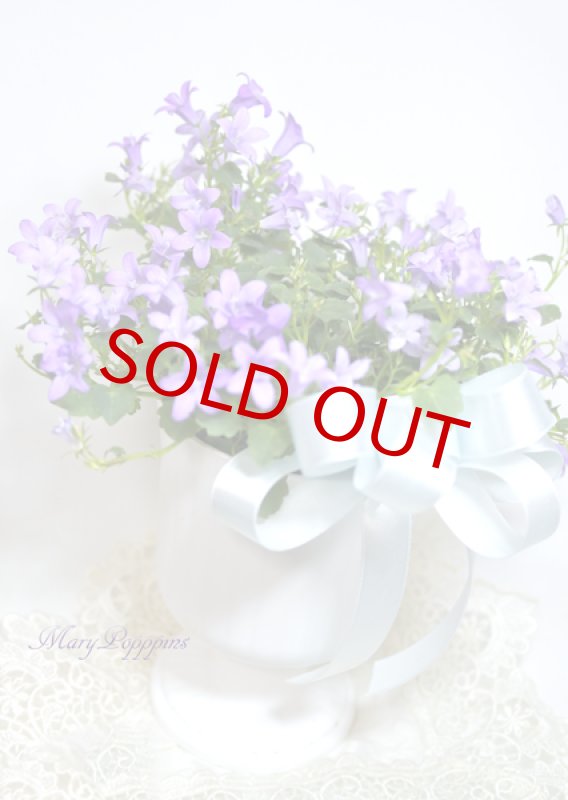 画像1: ベルフラワー（乙女桔梗）の鉢植えギフト (1)