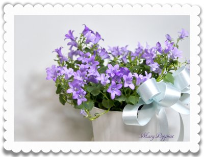 画像1: ベルフラワー(乙女桔梗)の鉢植えギフト