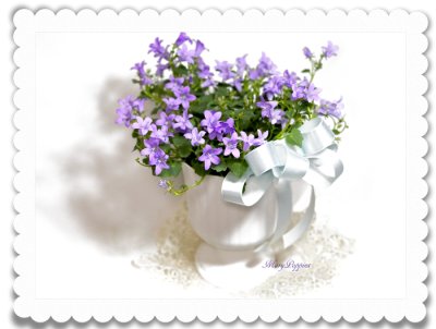 画像2: ベルフラワー(乙女桔梗)の鉢植えギフト