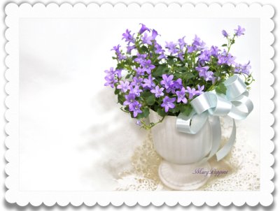 画像3: ベルフラワー(乙女桔梗)の鉢植えギフト