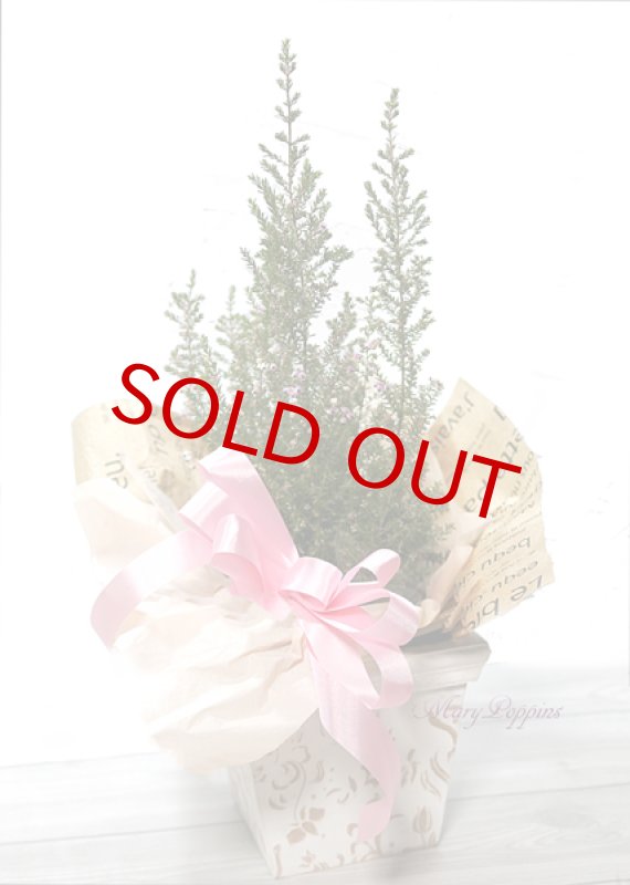 画像6: エリカの鉢植えギフト (6)