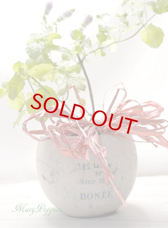 画像4: ミントの鉢植えギフト (4)