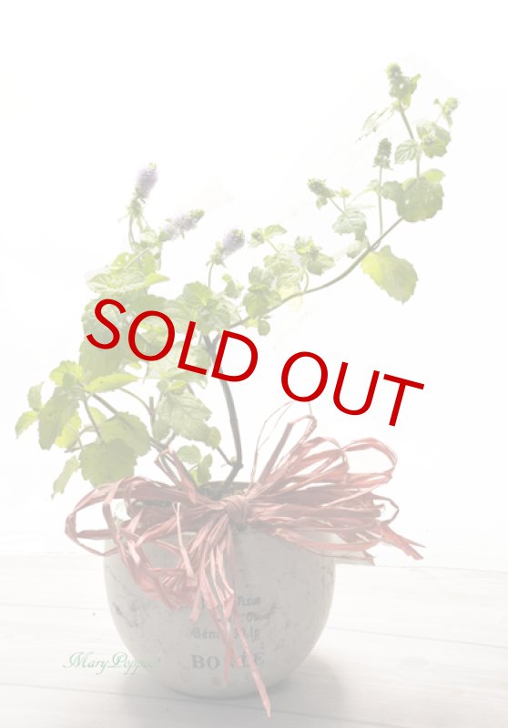 画像5: ミントの鉢植えギフト (5)