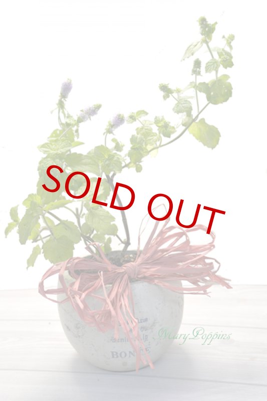 画像2: ミントの鉢植えギフト (2)