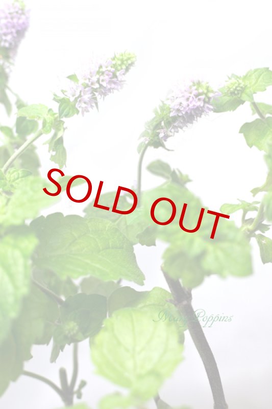 画像3: ミントの鉢植えギフト (3)