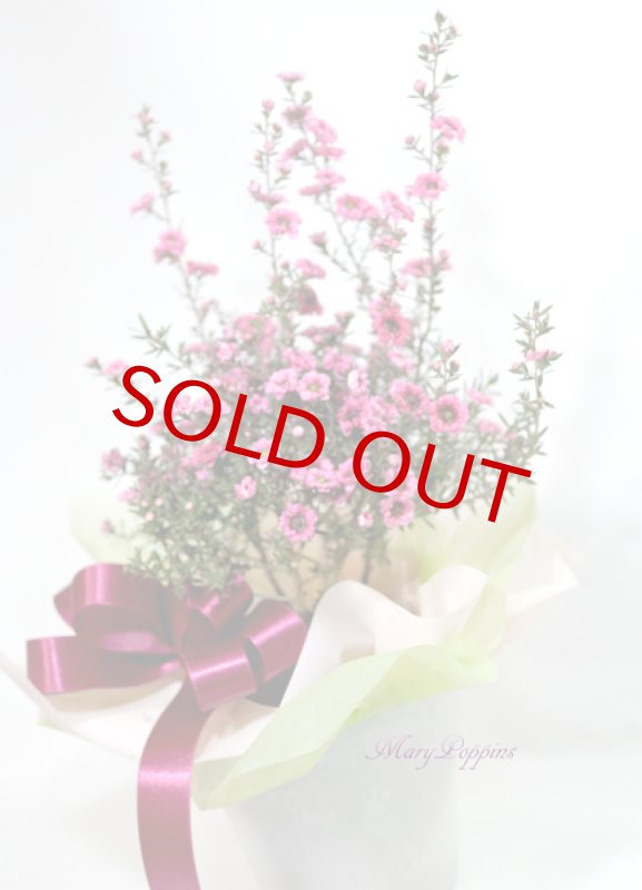 画像5: 御柳梅（ギョリュウバイ）の鉢植えギフト (5)