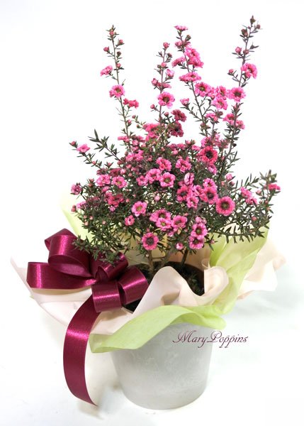 御柳梅（ギョリュウバイ）の鉢植えギフト|フラワーギフトMaryPoppins