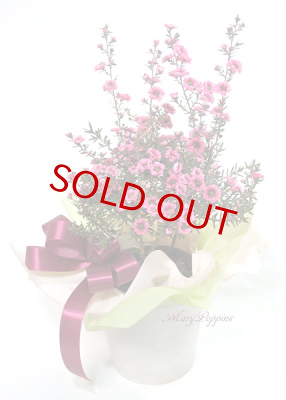 画像2: 御柳梅（ギョリュウバイ）の鉢植えギフト (2)