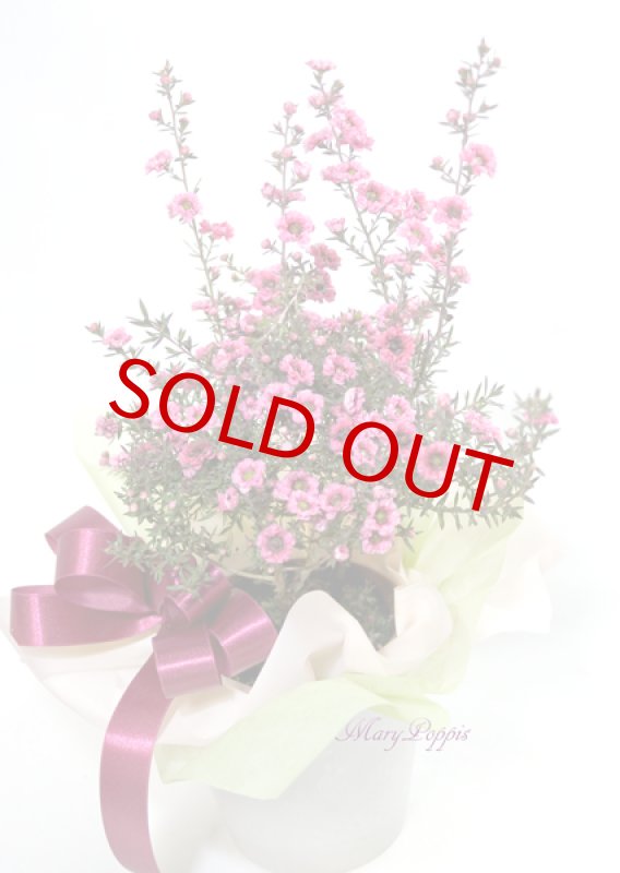 画像6: 御柳梅（ギョリュウバイ）の鉢植えギフト (6)