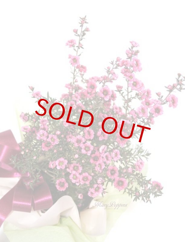 画像4: 御柳梅（ギョリュウバイ）の鉢植えギフト (4)