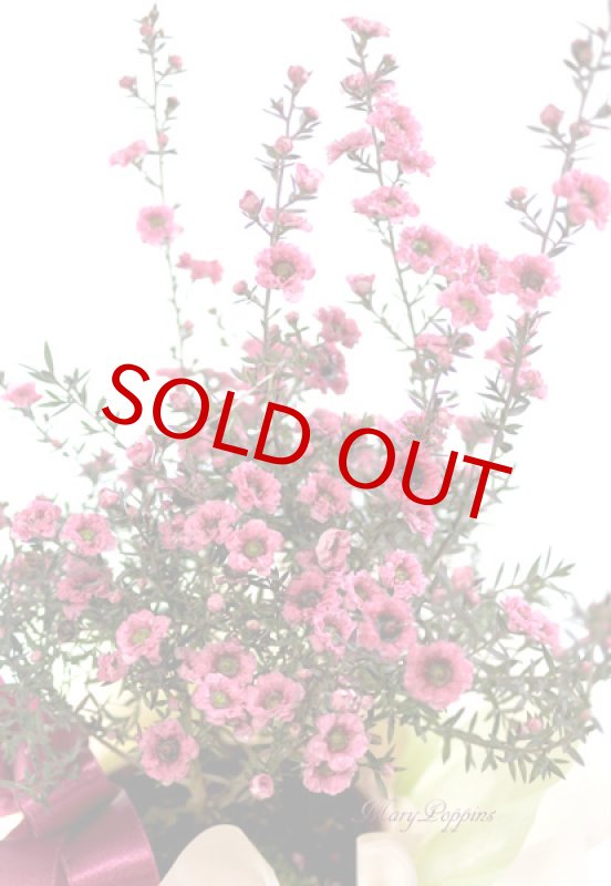 画像3: 御柳梅（ギョリュウバイ）の鉢植えギフト (3)