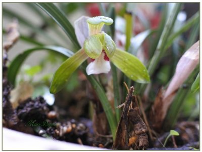 画像1: 春蘭の鉢植えギフト