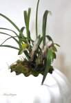 画像4: 春蘭の鉢植えギフト (4)