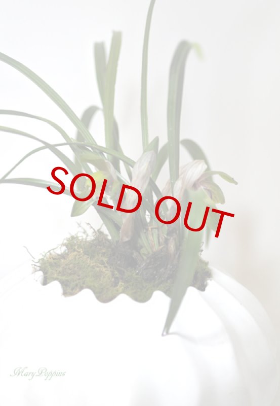 画像4: 春蘭の鉢植えギフト (4)