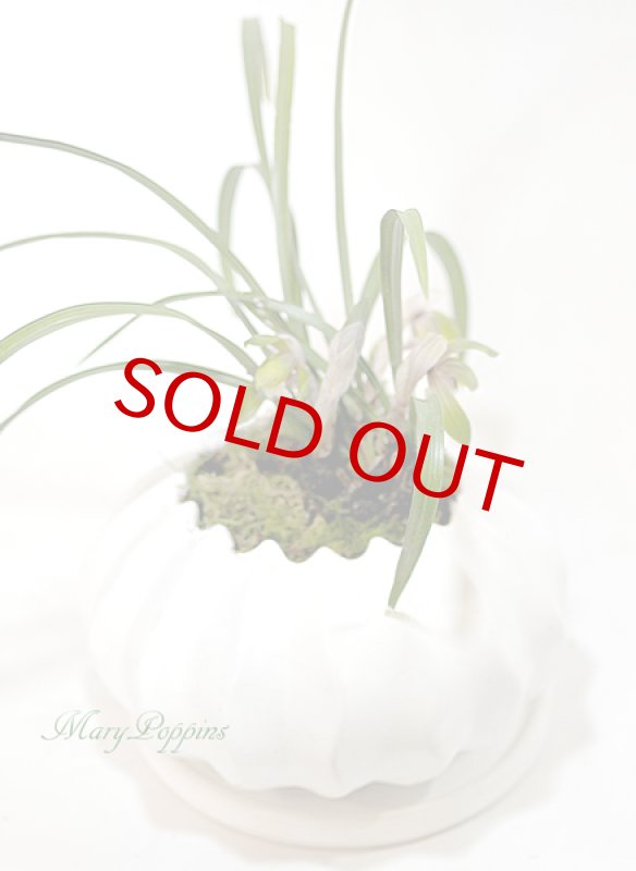 画像3: 春蘭の鉢植えギフト (3)