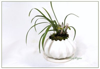 画像2: 春蘭の鉢植えギフト