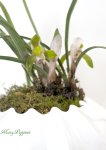 画像2: 春蘭の鉢植えギフト (2)