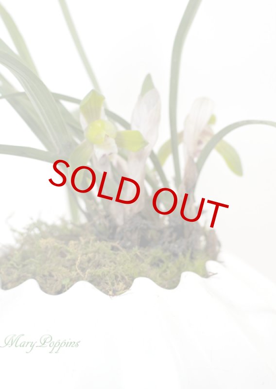 画像2: 春蘭の鉢植えギフト (2)