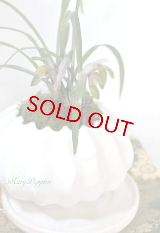 画像5: 春蘭の鉢植えギフト (5)