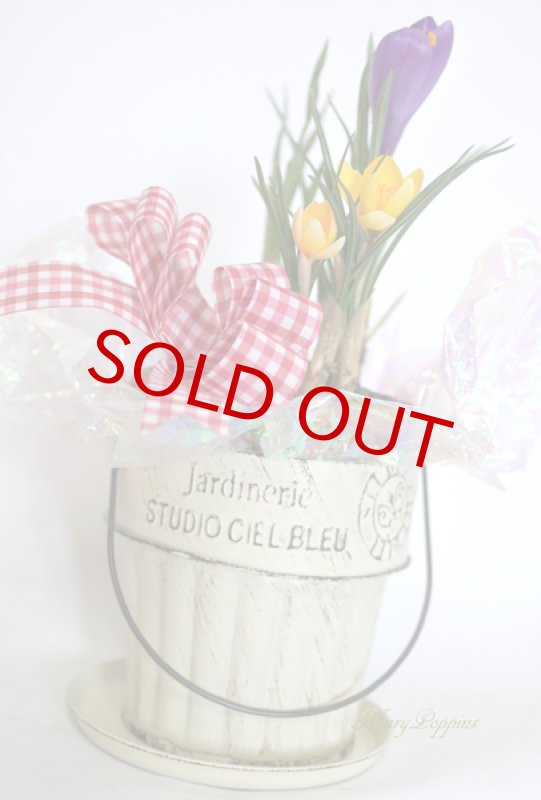 画像2: クロッカスの鉢植えギフト (2)