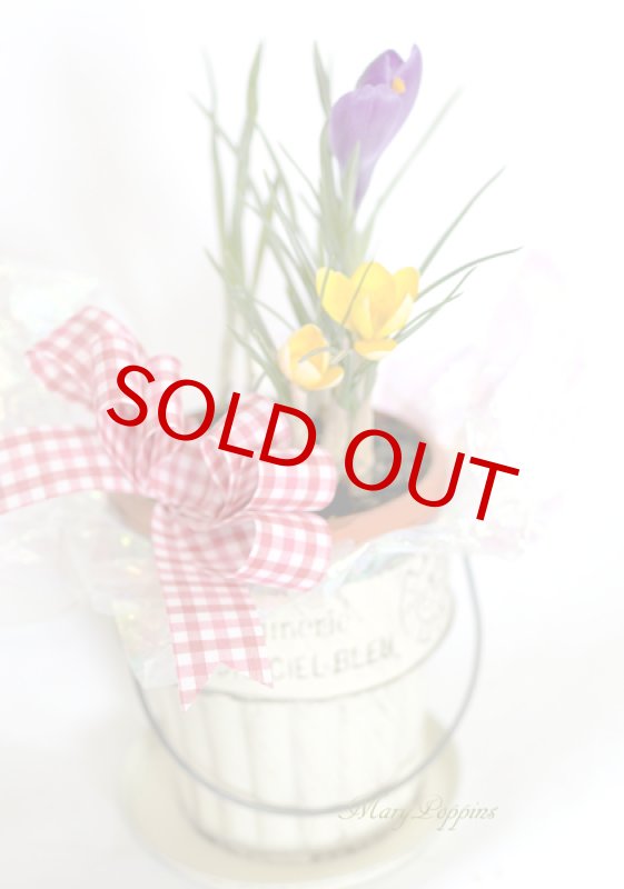 画像3: クロッカスの鉢植えギフト (3)