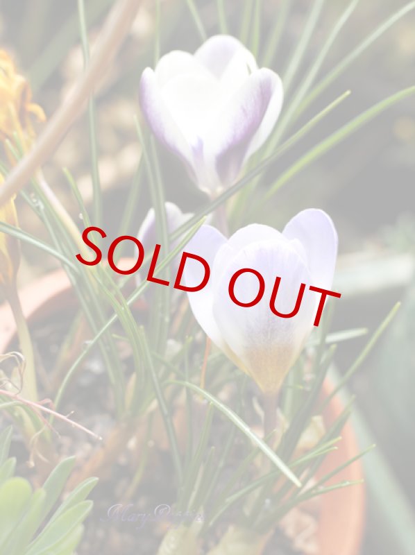 画像5: クロッカスの鉢植えギフト (5)