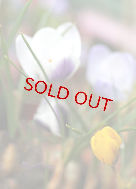 画像4: クロッカスの鉢植えギフト (4)